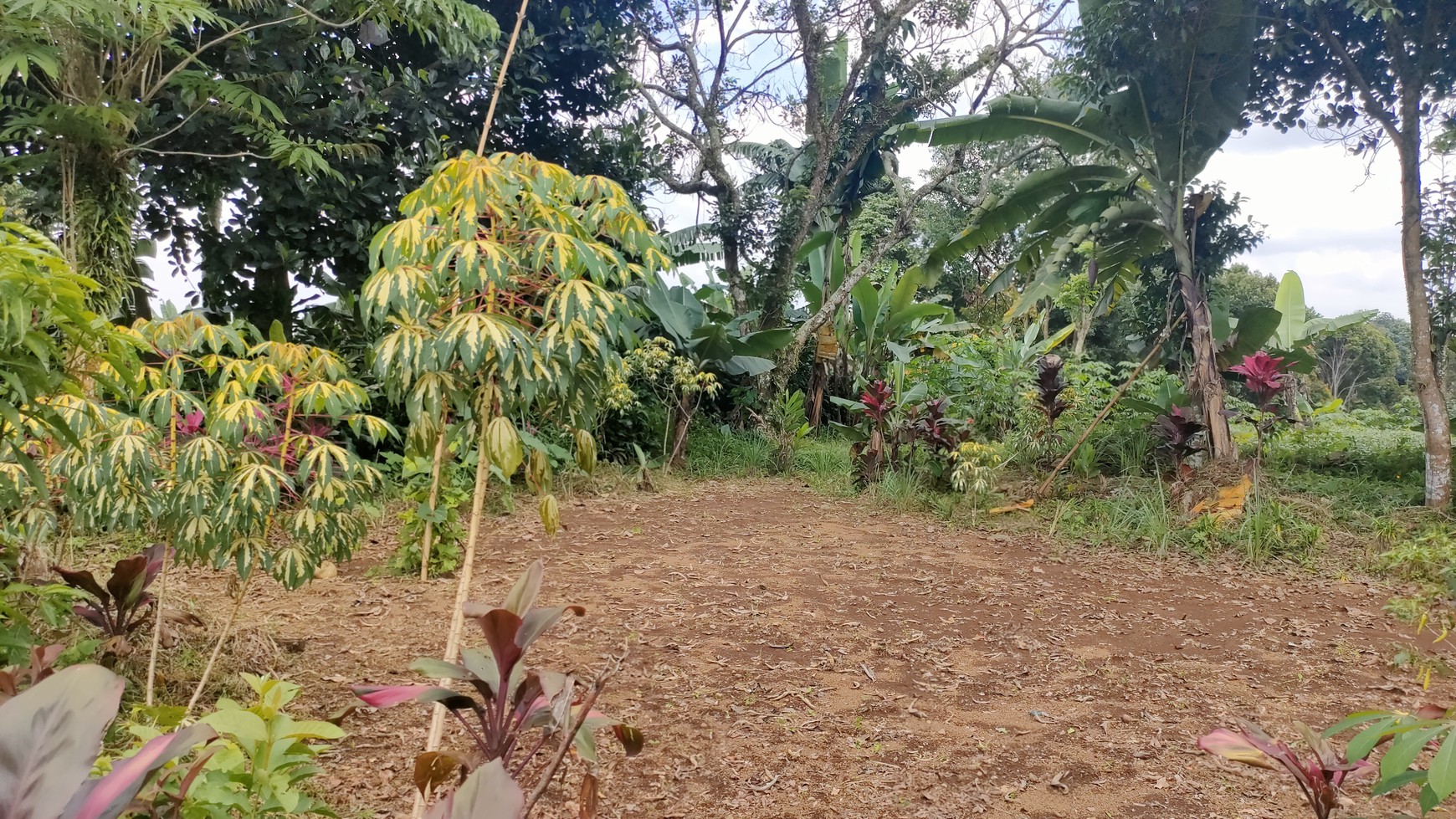 Kavling Ciapus Bogor di lereng gunung Salak, cocok untuk perumahan,  Vila, Kebun dan resort, outbound park 