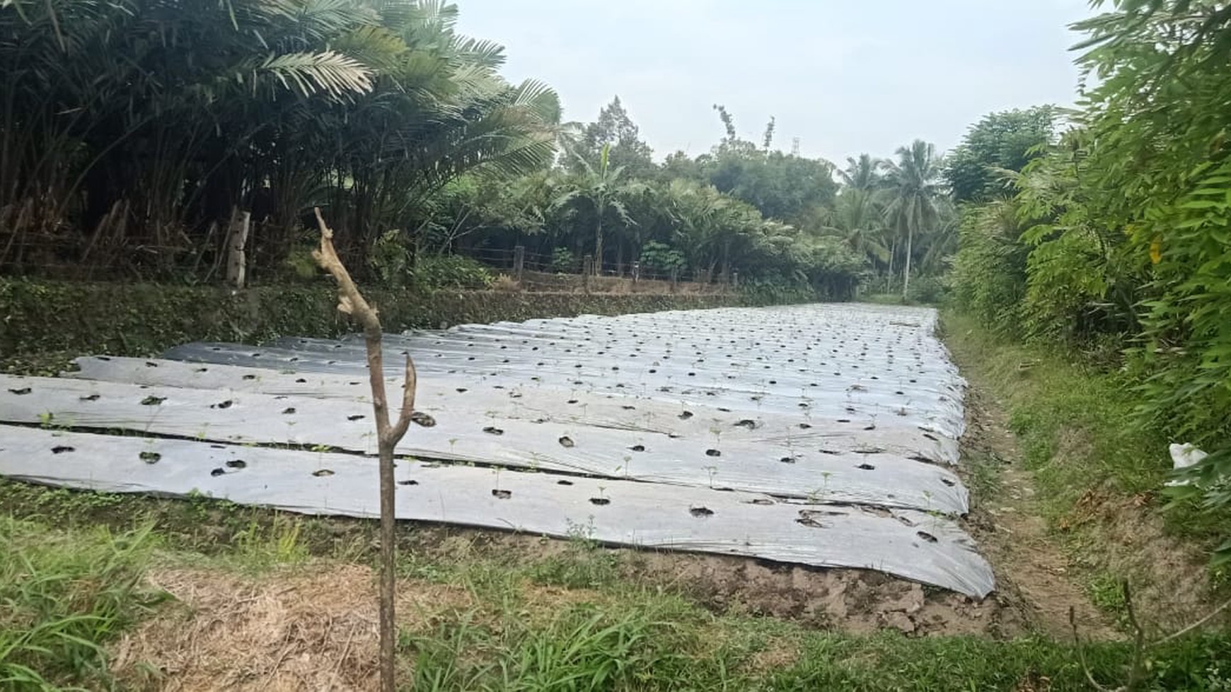 Tanah Sawah dekat kantor Kapanewon Turi - Sleman