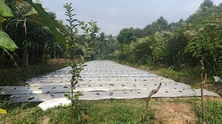 Tanah Sawah dekat kantor Kapanewon Turi - Sleman