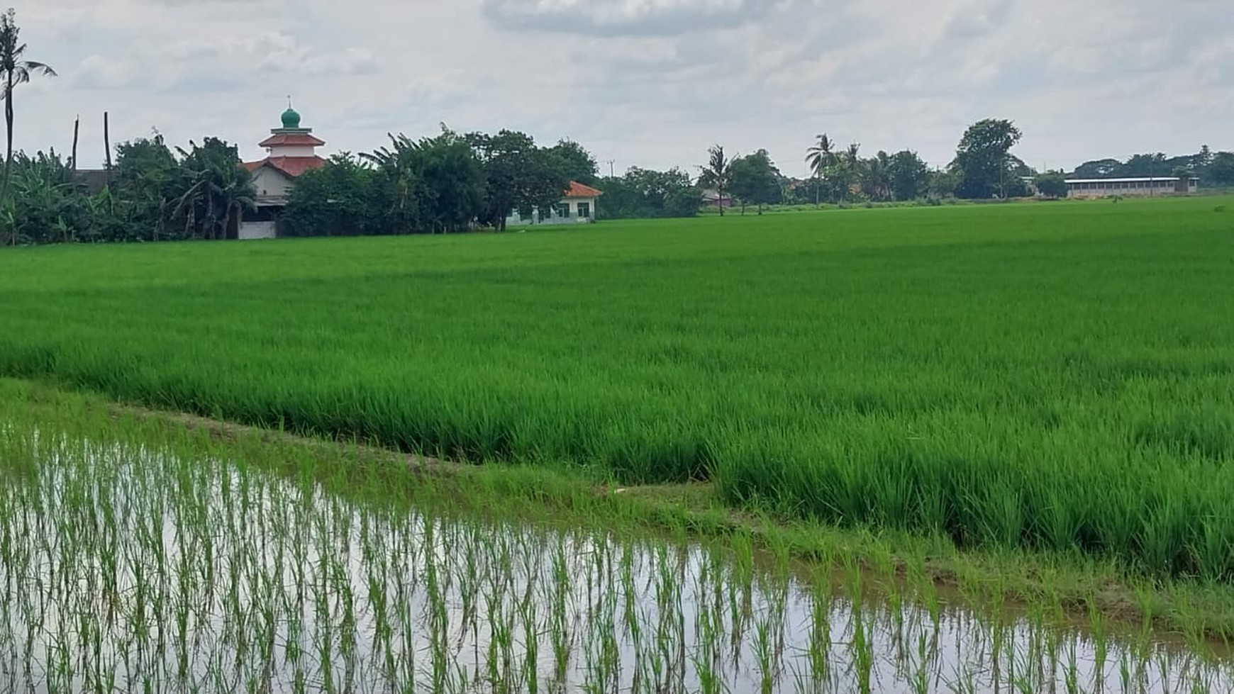 Lahan sawah di Cikarang Timur 