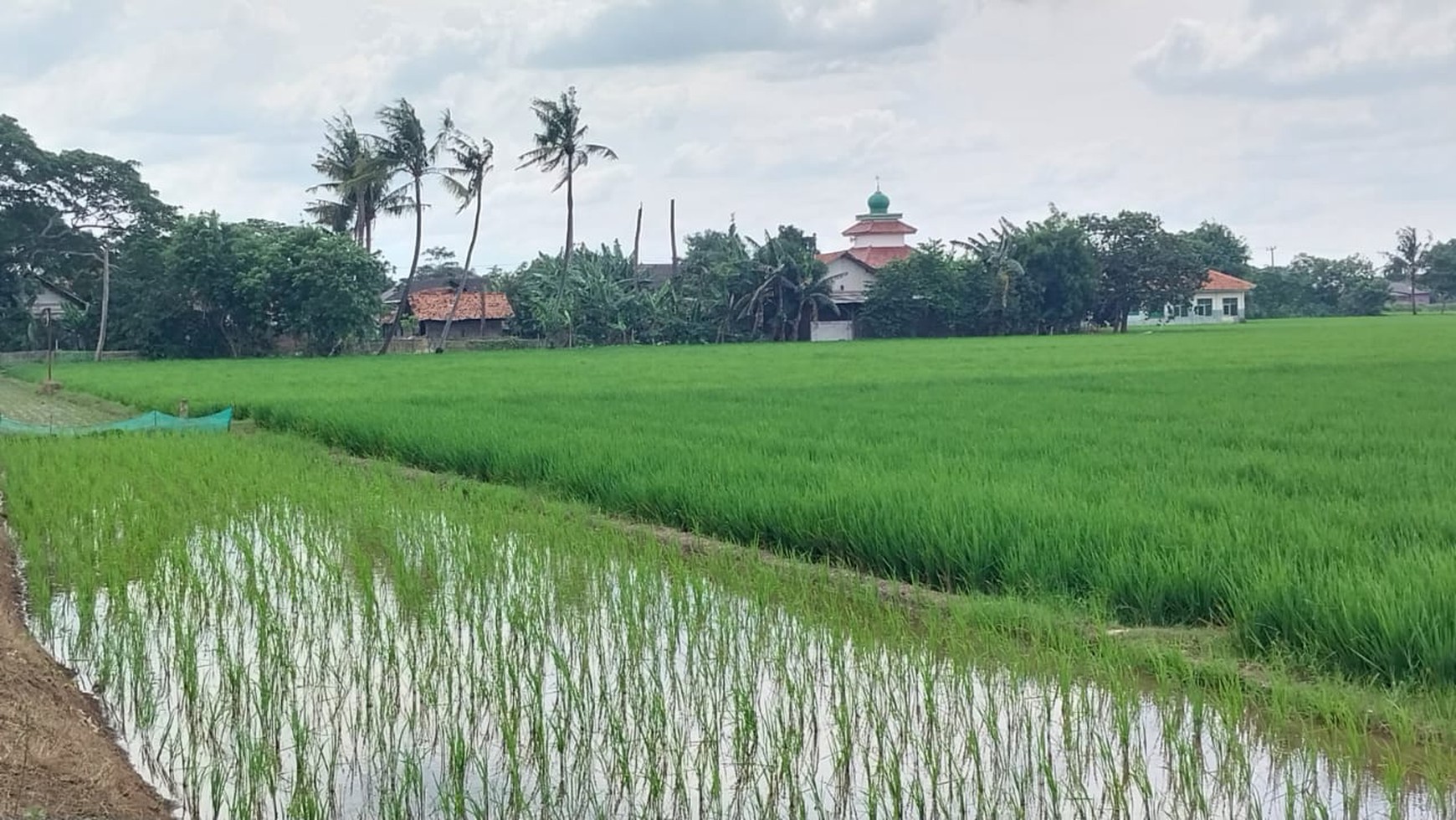 Lahan sawah di Cikarang Timur 