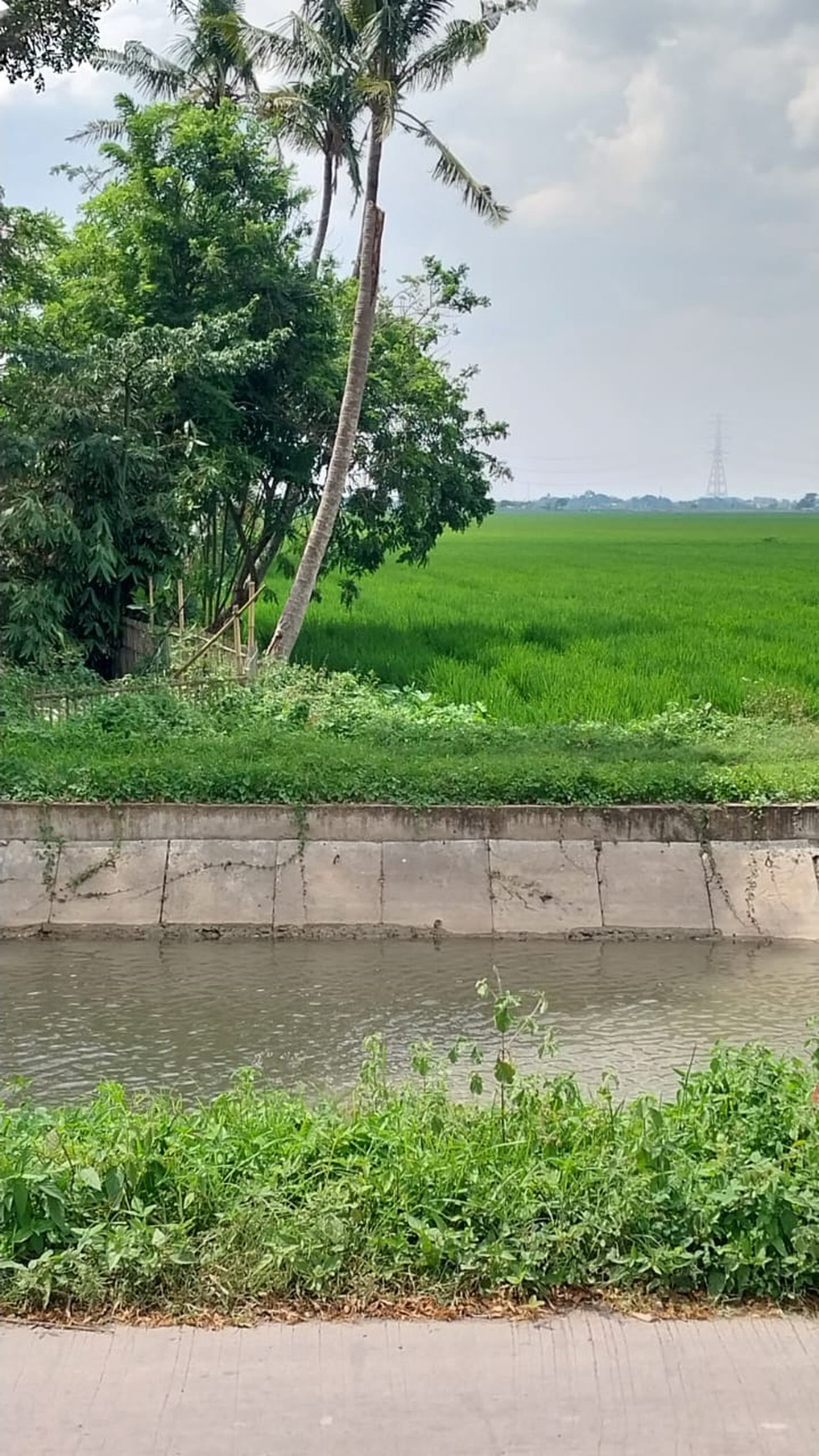 Lahan sawah di Cikarang Timur 