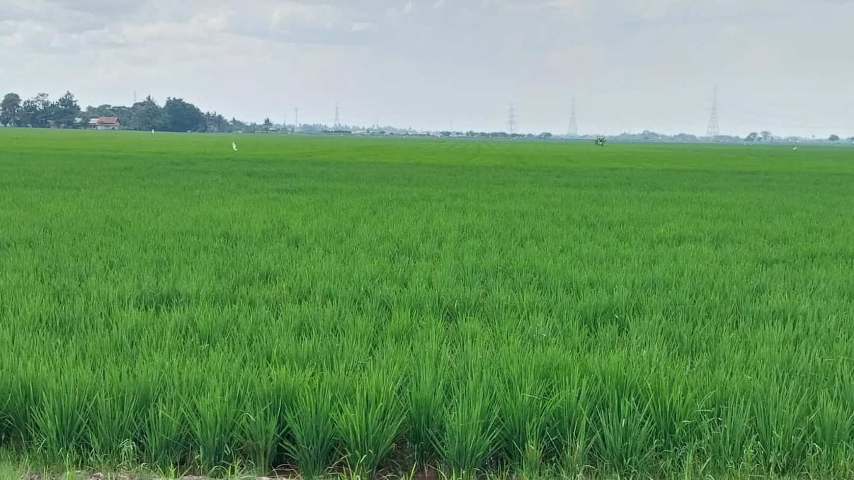 Lahan sawah di Cikarang Timur 