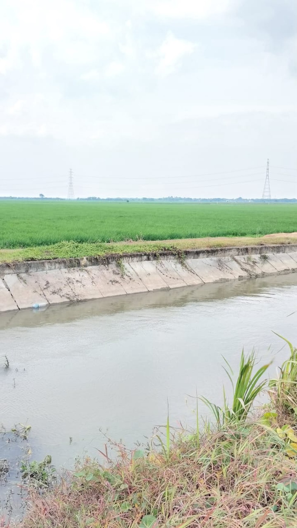 Lahan sawah di Cikarang Timur 