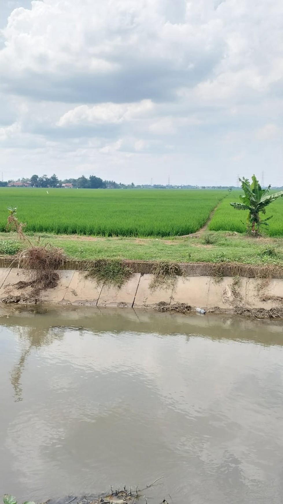 Lahan sawah di Cikarang Timur 