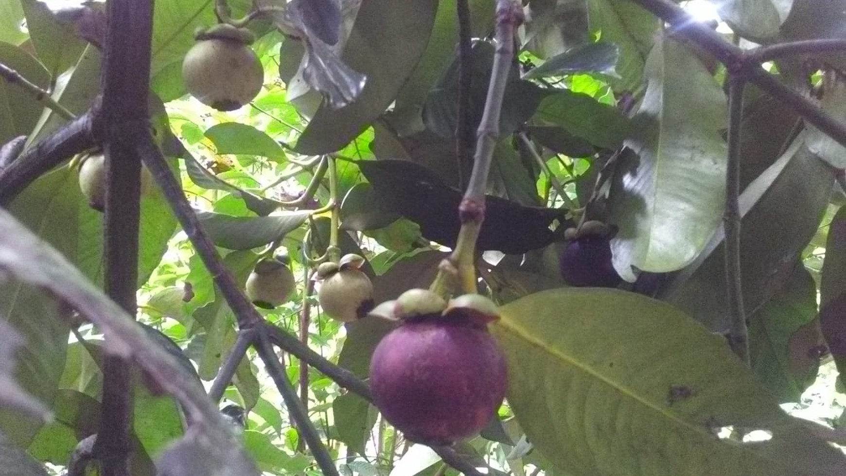 Lahan GOR dan Kebun Buah Investasi Untung Kota Sukabumi Harga Murah