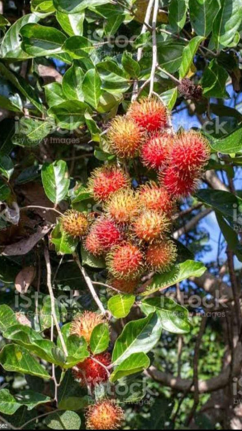 Lahan GOR dan Kebun Buah Investasi Untung Kota Sukabumi Harga Murah