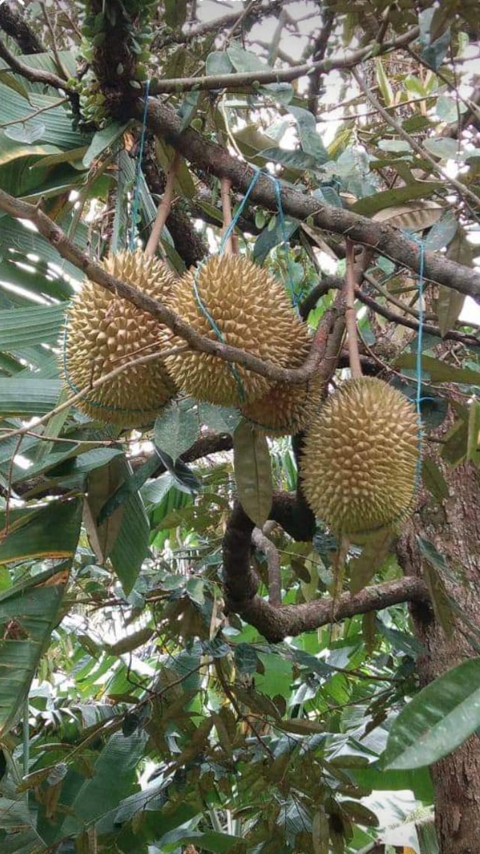 Lahan GOR dan Kebun Buah Investasi Untung Kota Sukabumi Harga Murah