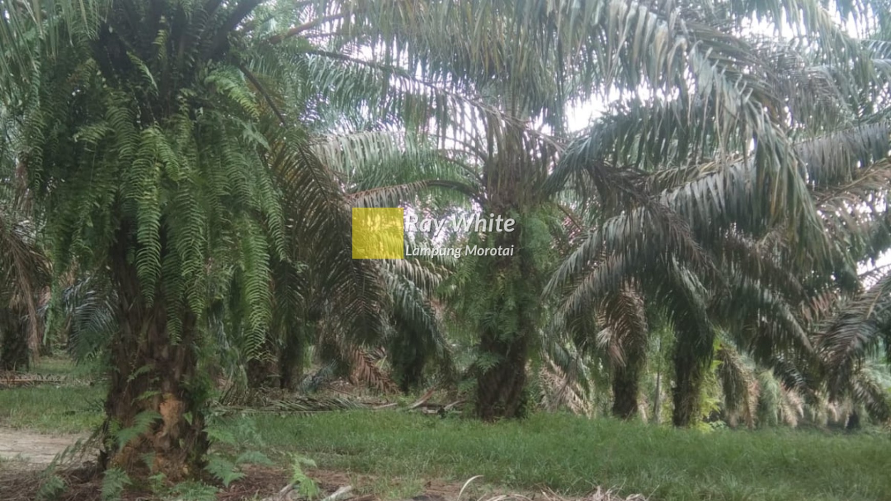 Dijual tanah kebun sawit way kanan HARGA NEGO