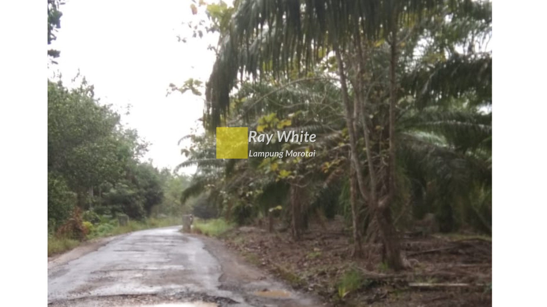 Dijual tanah kebun sawit way kanan HARGA NEGO