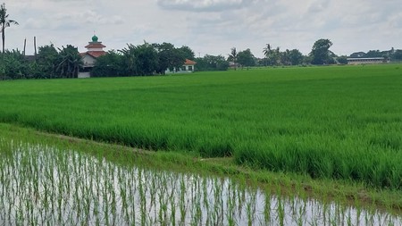 Lahan sawah di Cikarang Timur* 