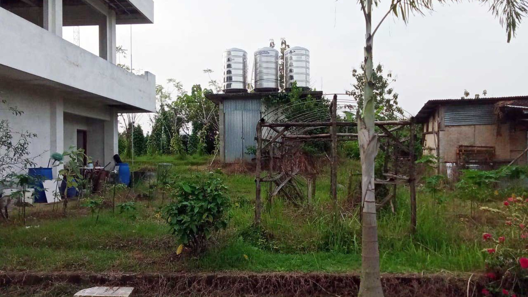 Kantor & Kebun di Ds. Nglarohgunung, Kec. Jepon, Kab. Blora, Cocok buat bidang Pertanian, Perkebunan dan Peternakan