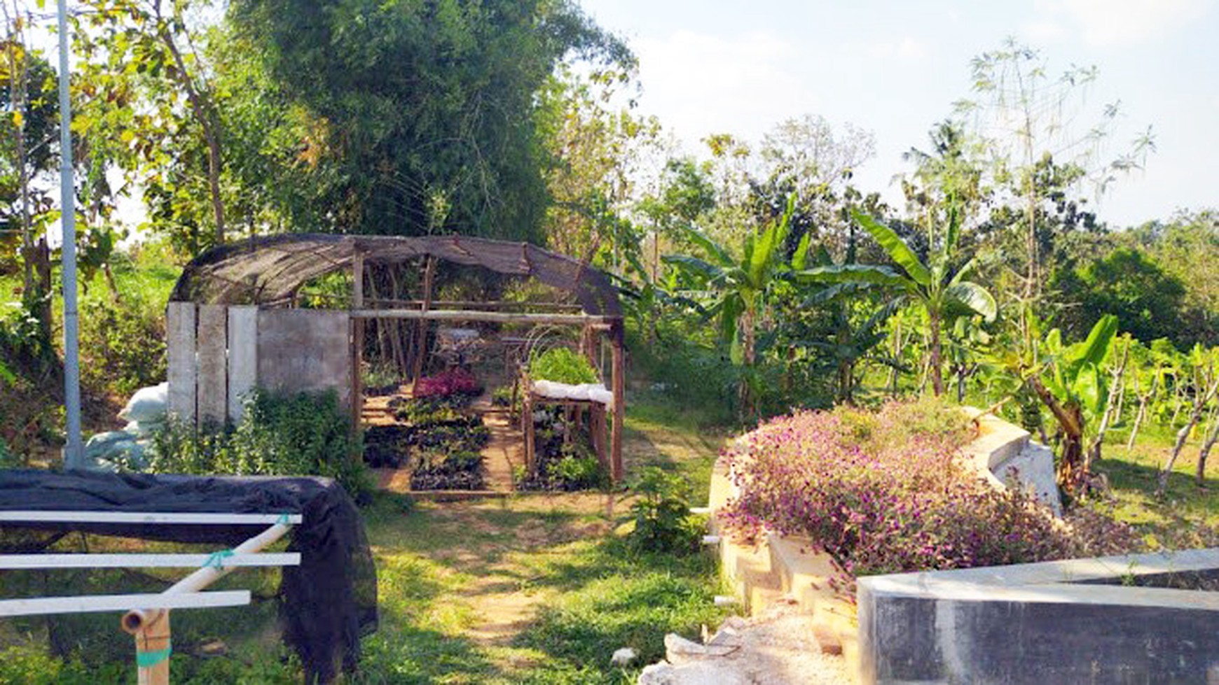 Kantor & Kebun di Ds. Nglarohgunung, Kec. Jepon, Kab. Blora, Cocok buat bidang Pertanian, Perkebunan dan Peternakan