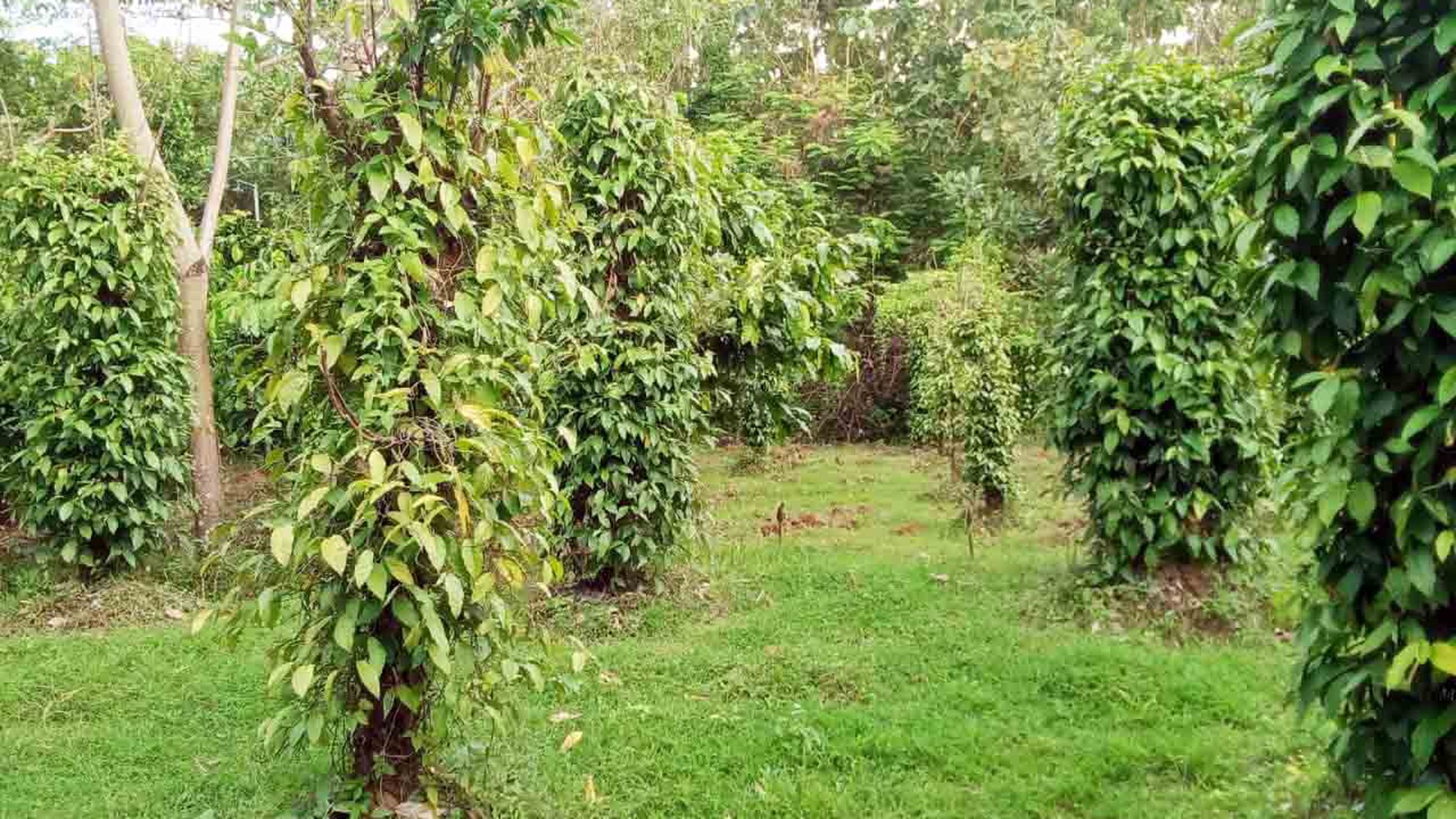 Kantor & Kebun di Ds. Nglarohgunung, Kec. Jepon, Kab. Blora, Cocok buat bidang Pertanian, Perkebunan dan Peternakan