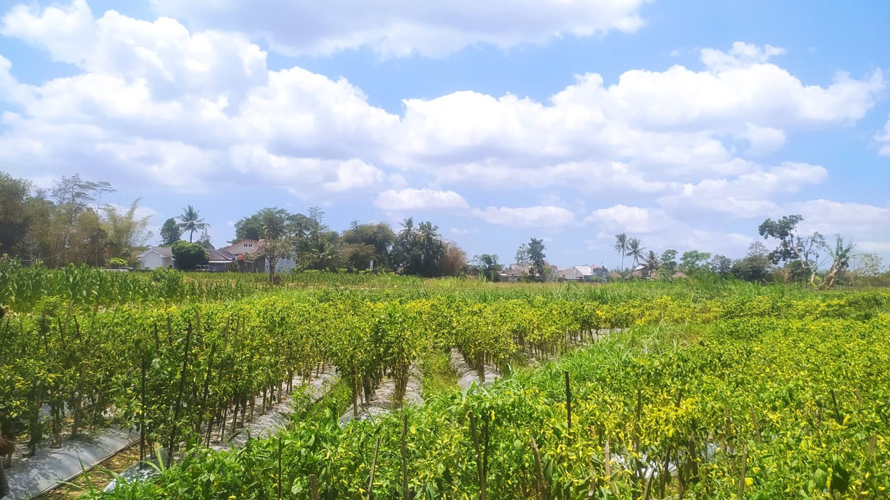 Tanah Luas 5190 Meter Persegi Lokasi Caturharjo sleman 