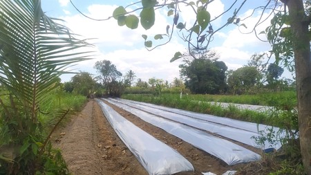 Tanah luas 1658 Meter Persegi Dekat SDN Keceme Caturharjo Sleman 