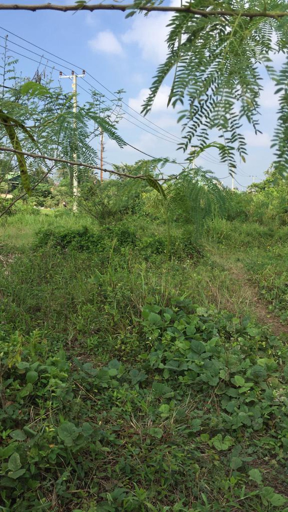 Tanah Murah Luas Dipinggir Jalan Alang Alang Lebar Palembang
