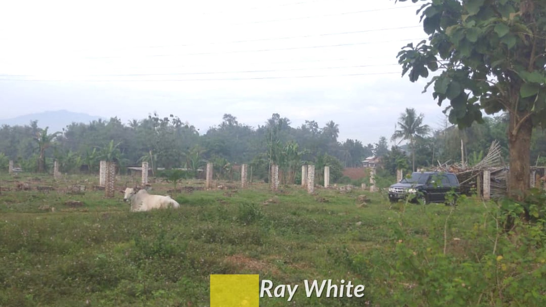 Dijual Tanah Perkebunan