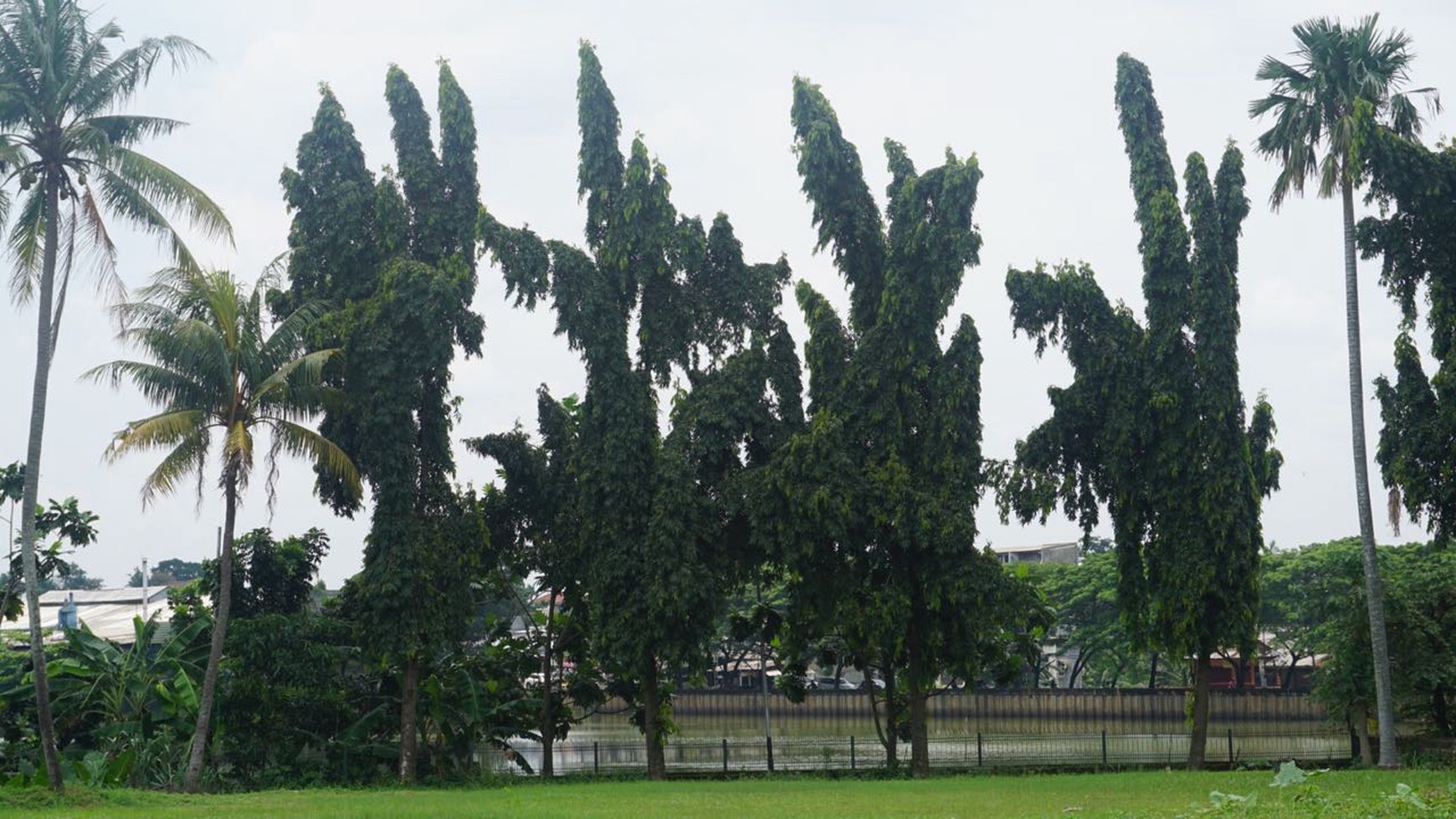 Rumah cluster Sasak Tinggi di Ciputat.