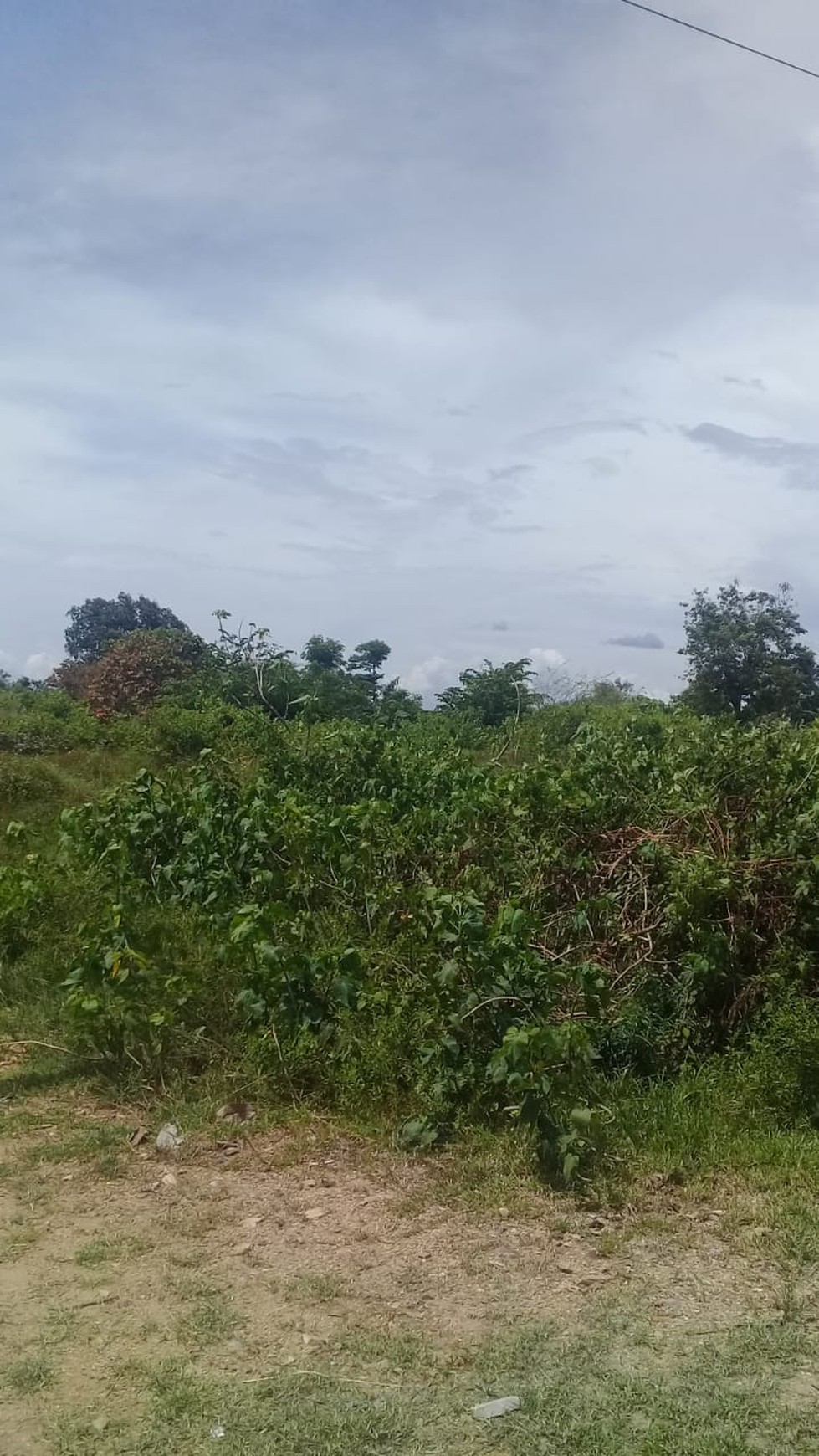 Tanah murah banget di pringsewu Lampung