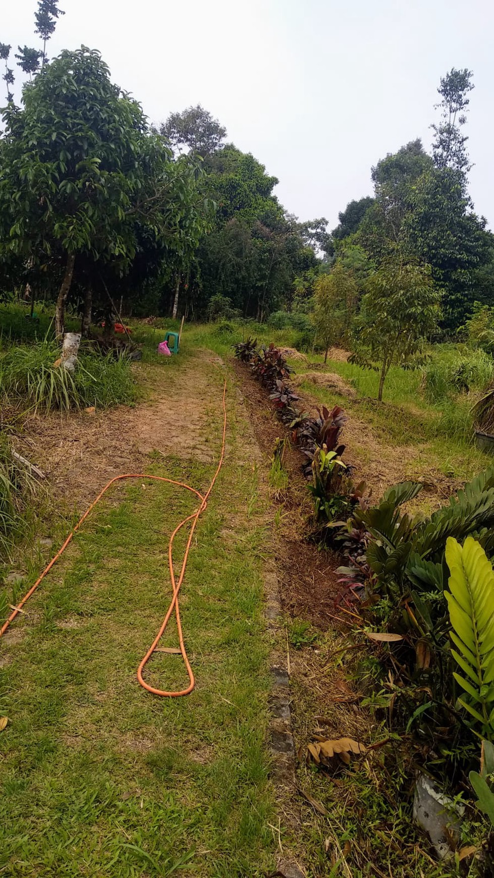 Kavling Murah Di Agrowisata Gandamanis, Desa Bangkonal Pandegelang Banten