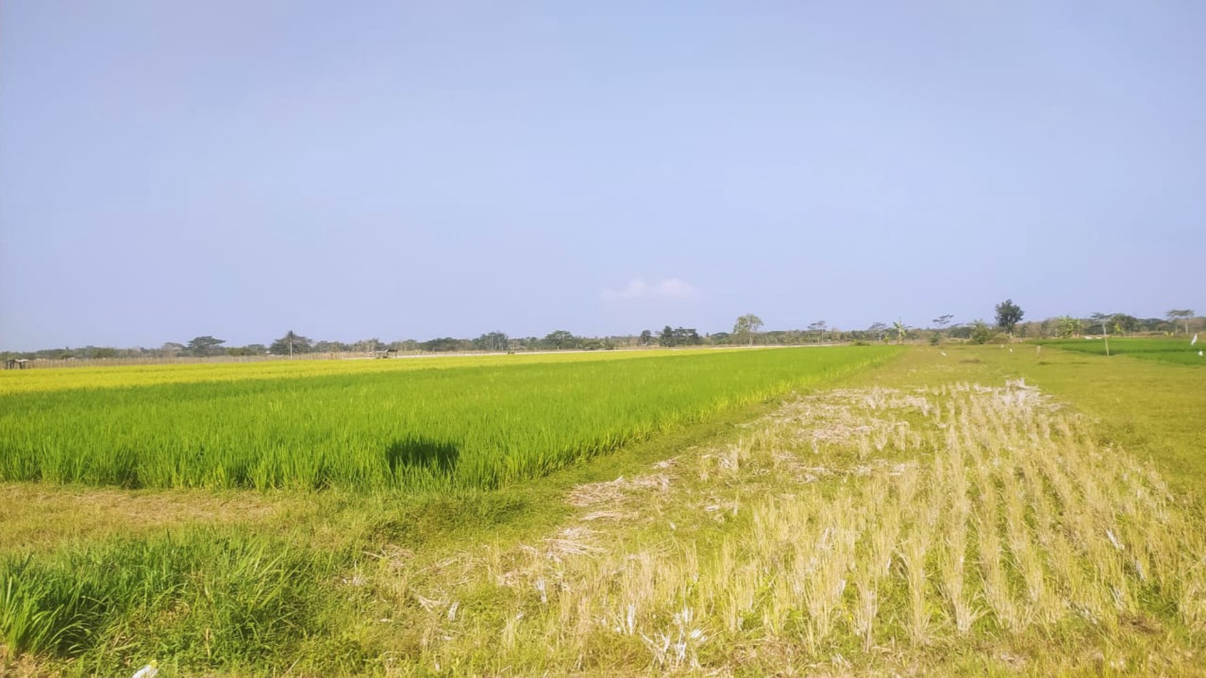 Tanah Sawah Luas 1127 Meter PersegiLokasi Moyudan Sleman 