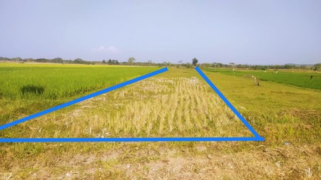 Tanah Sawah Luas 1127 Meter PersegiLokasi Moyudan Sleman 