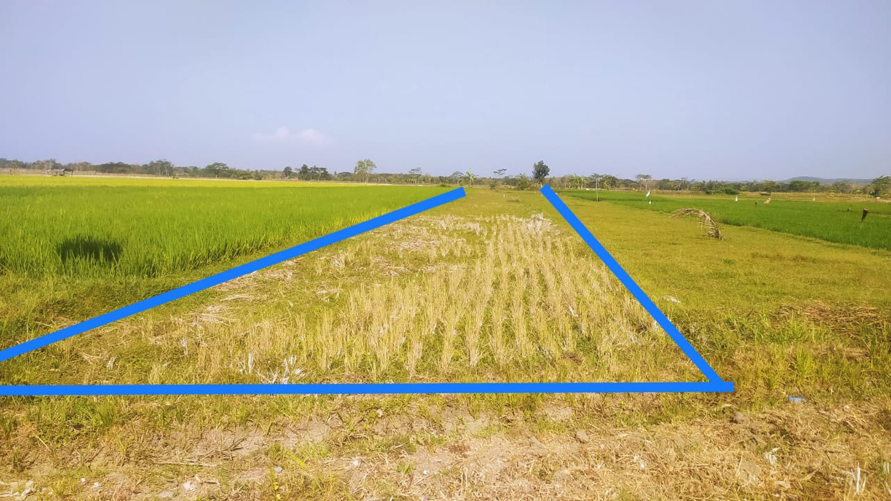 Tanah Sawah Luas 1127 Meter PersegiLokasi Moyudan Sleman 