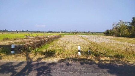 Tanah Sawah Luas 1231 Meter Persegi Lokasi Moyudan Sleman 