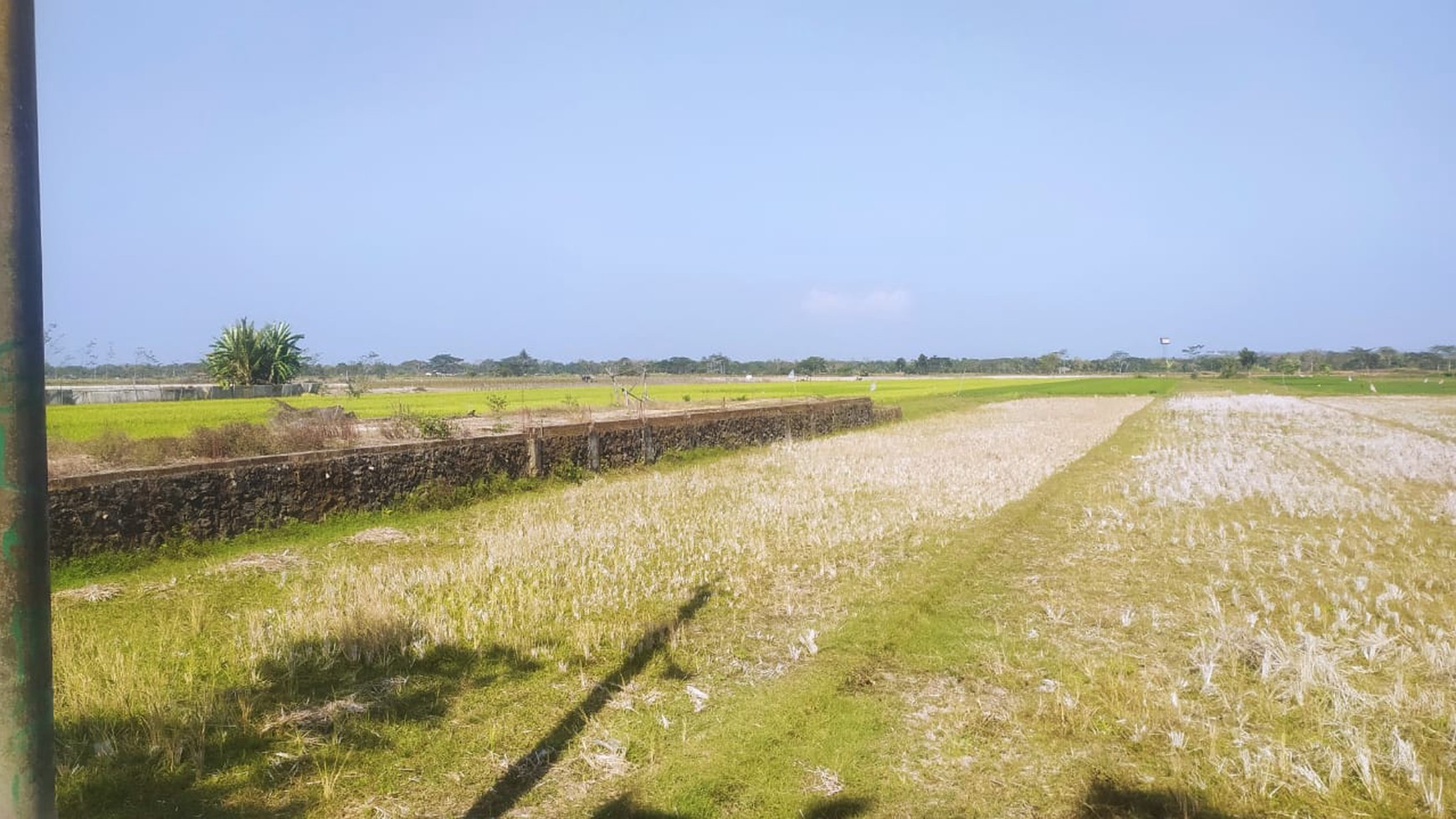 Tanah Sawah Luas 1231 Meter Persegi Lokasi Moyudan Sleman 