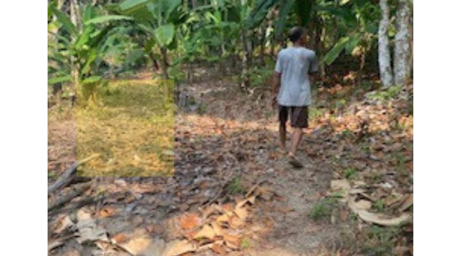 Tanah murah di jalan Teluk Pandan Desa Hanura Pesawaran (Aln&sm)