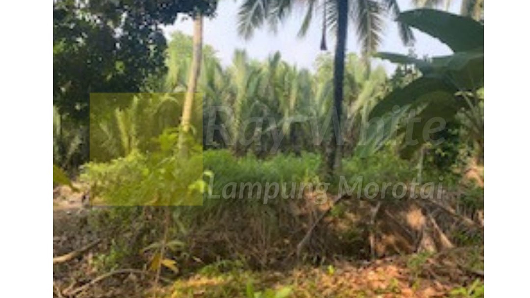 Tanah murah di jalan Teluk Pandan Desa Hanura Pesawaran (Aln&sm)