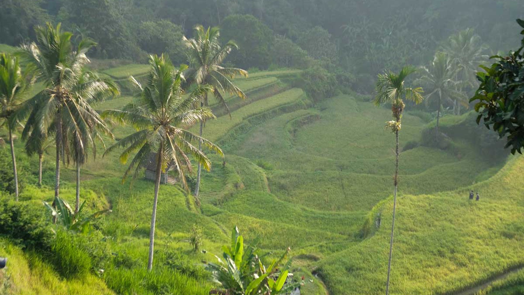 Freehold - Rice Field Vista Retreat Serene Luxury Living in Ubud's Panoramic Paradise