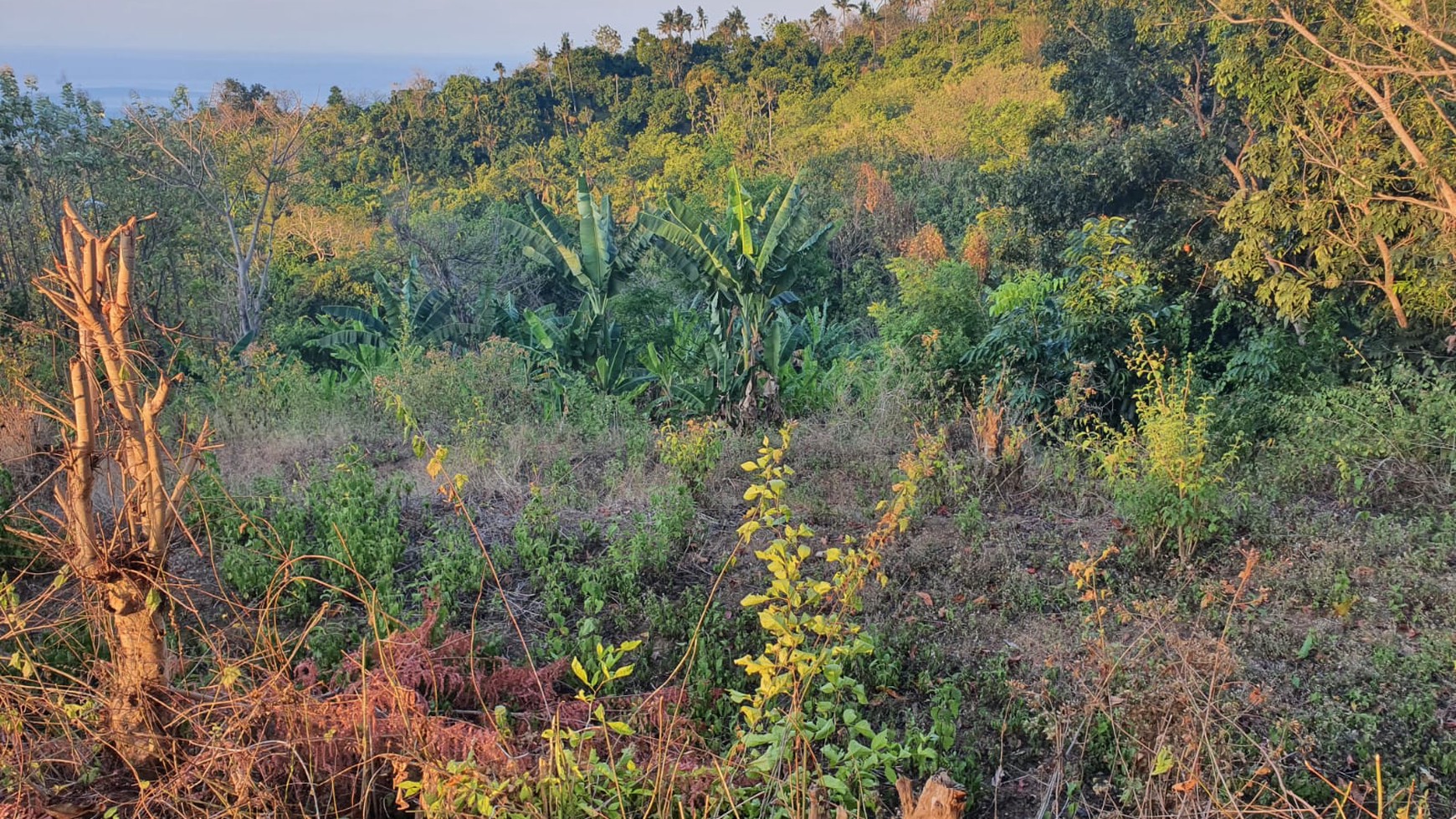 Beautiful View Land on the hill above Lovina For Sale