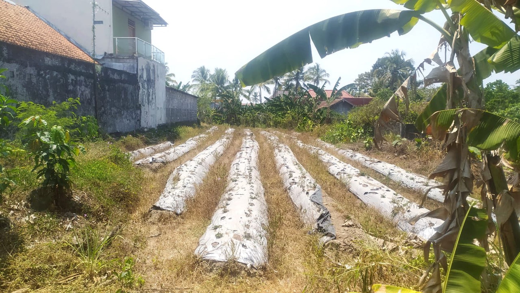 Tanah Sawah Luas 1412 Meter Persegi Lokasi Caturharjo Sleman  