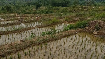 Lahan 23 Hektar di Sukajaya Jonggol Bogor 