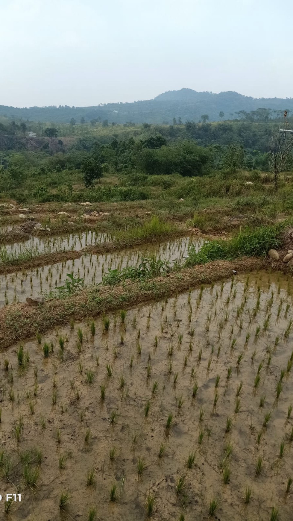 Lahan 23 Hektar di Sukajaya Jonggol Bogor 