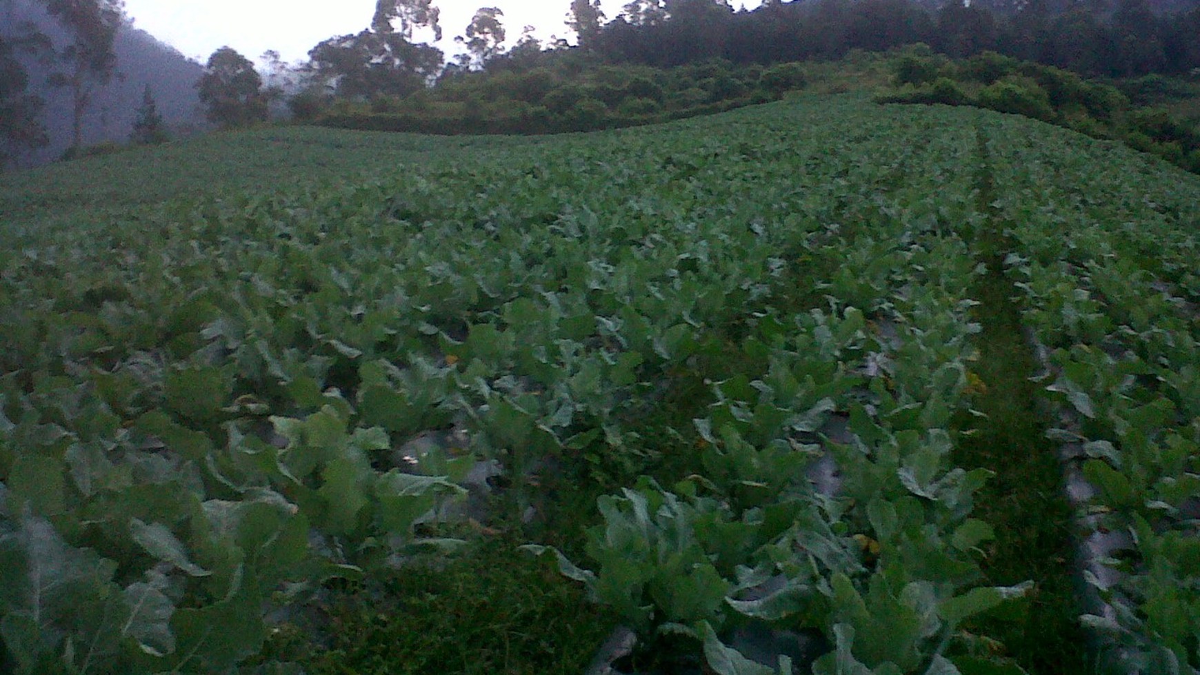 Tanah Kavling View Kota Di Parongpong Lembang