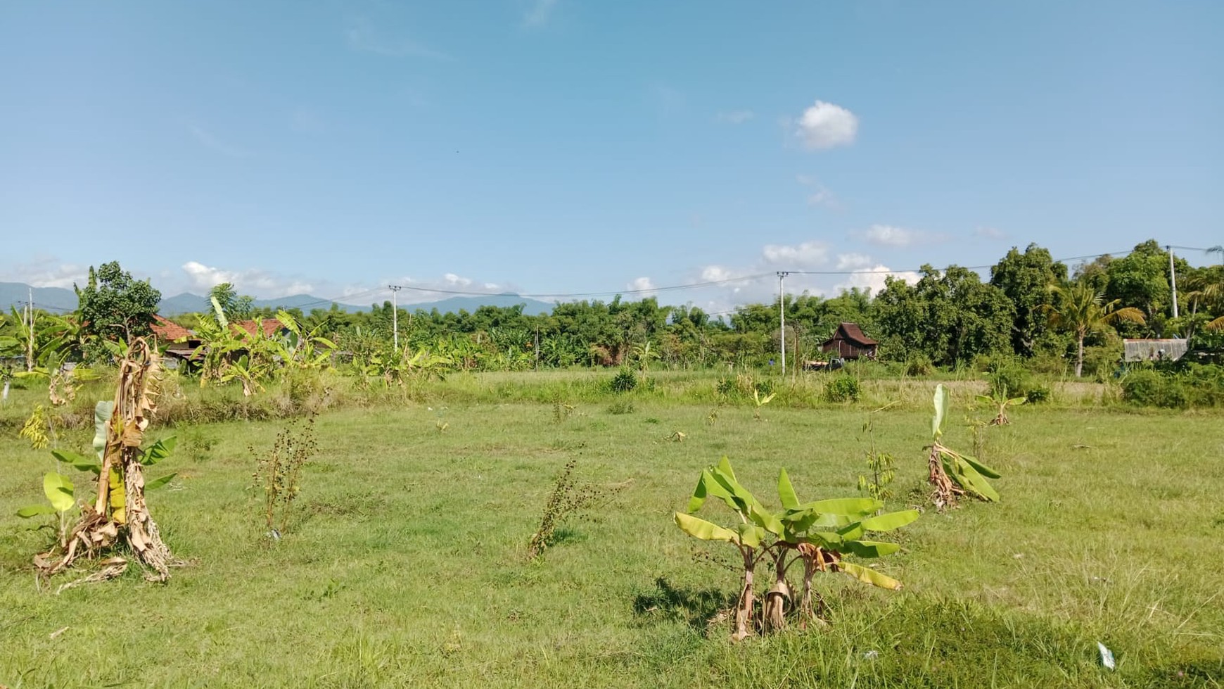 Land For Sale in Dencarik Lovina