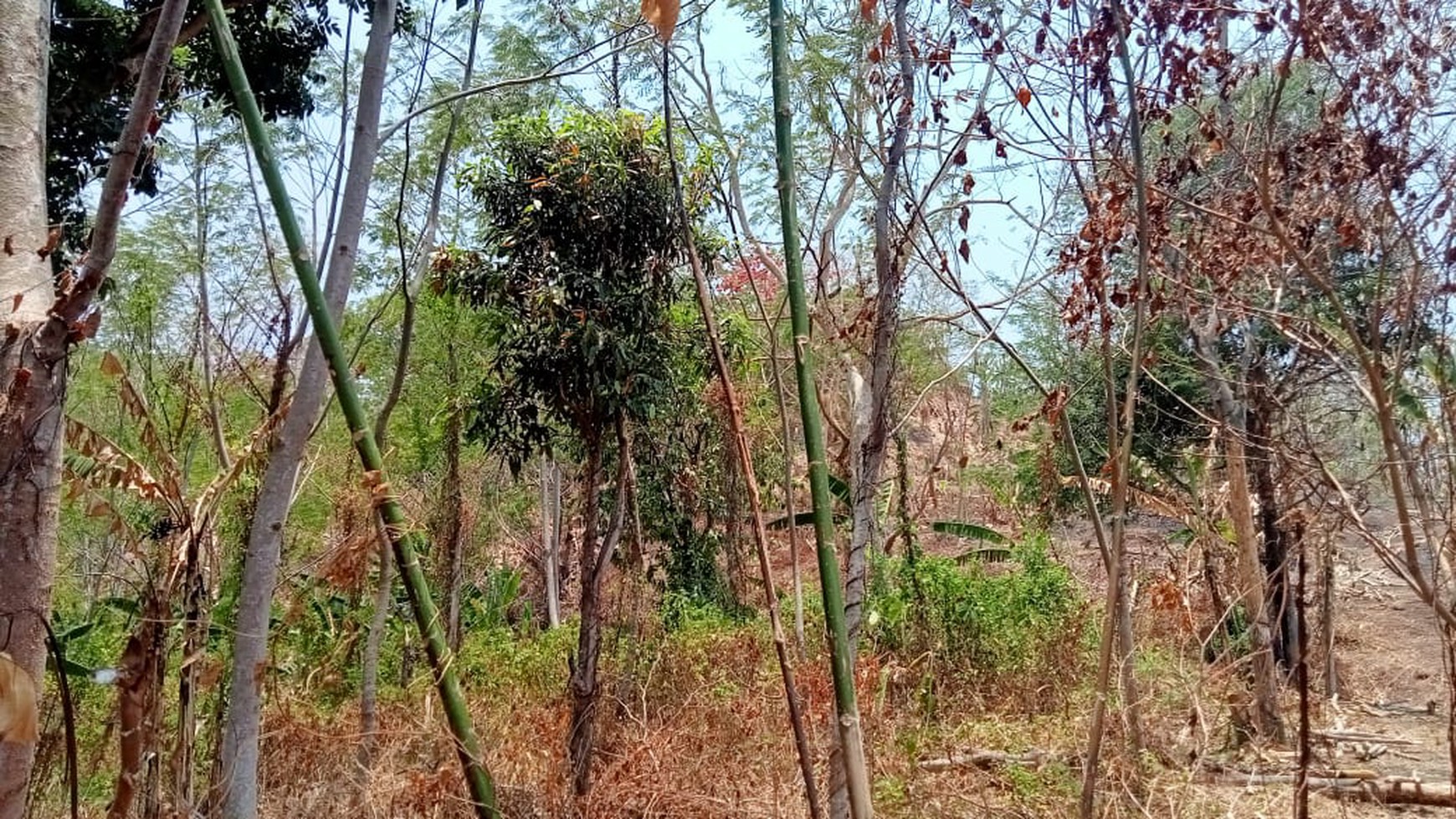 TANAH DEKAT KAWASAN WISATA TANJUNG LESUNG