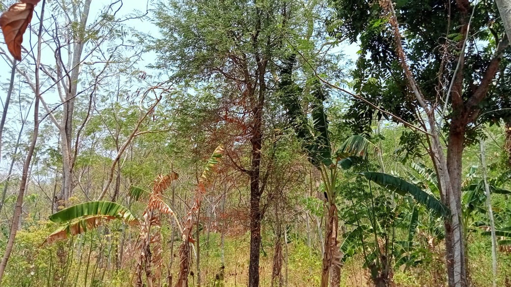 TANAH DEKAT KAWASAN WISATA TANJUNG LESUNG