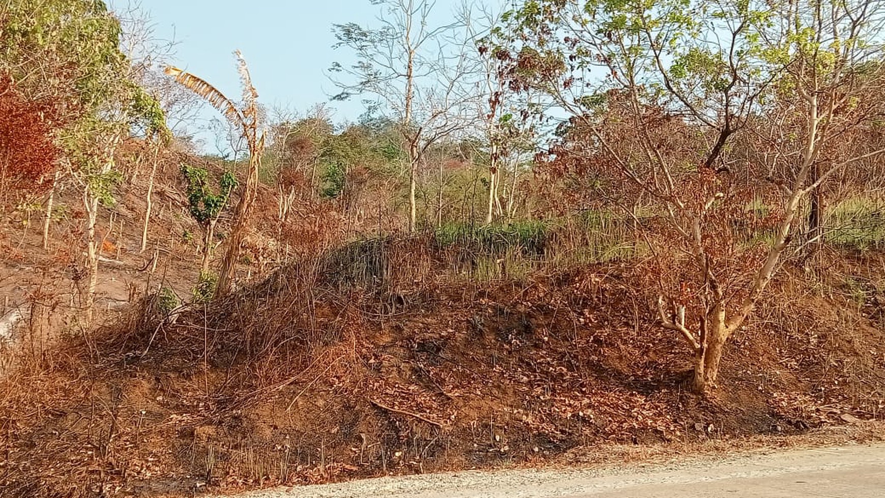 TANAH DEKAT KAWASAN WISATA TANJUNG LESUNG