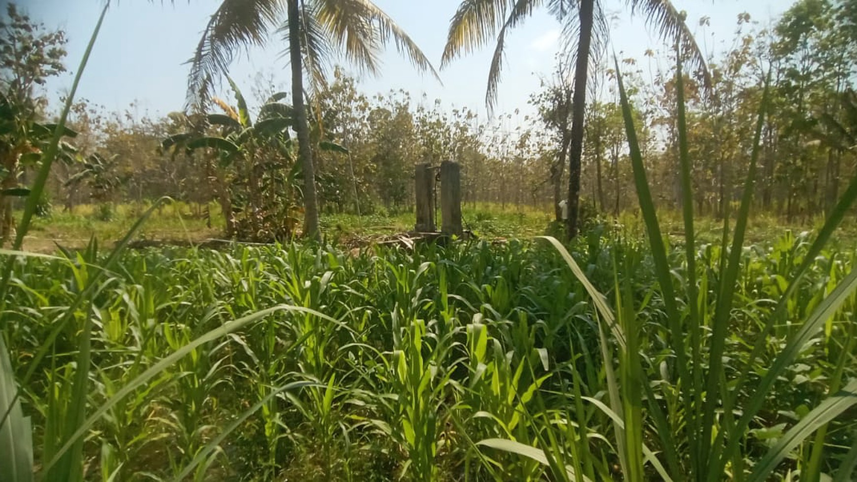 Tanah Luas 4877 Meter Persegi Lokasi Playen Wonosari GunungKidul 