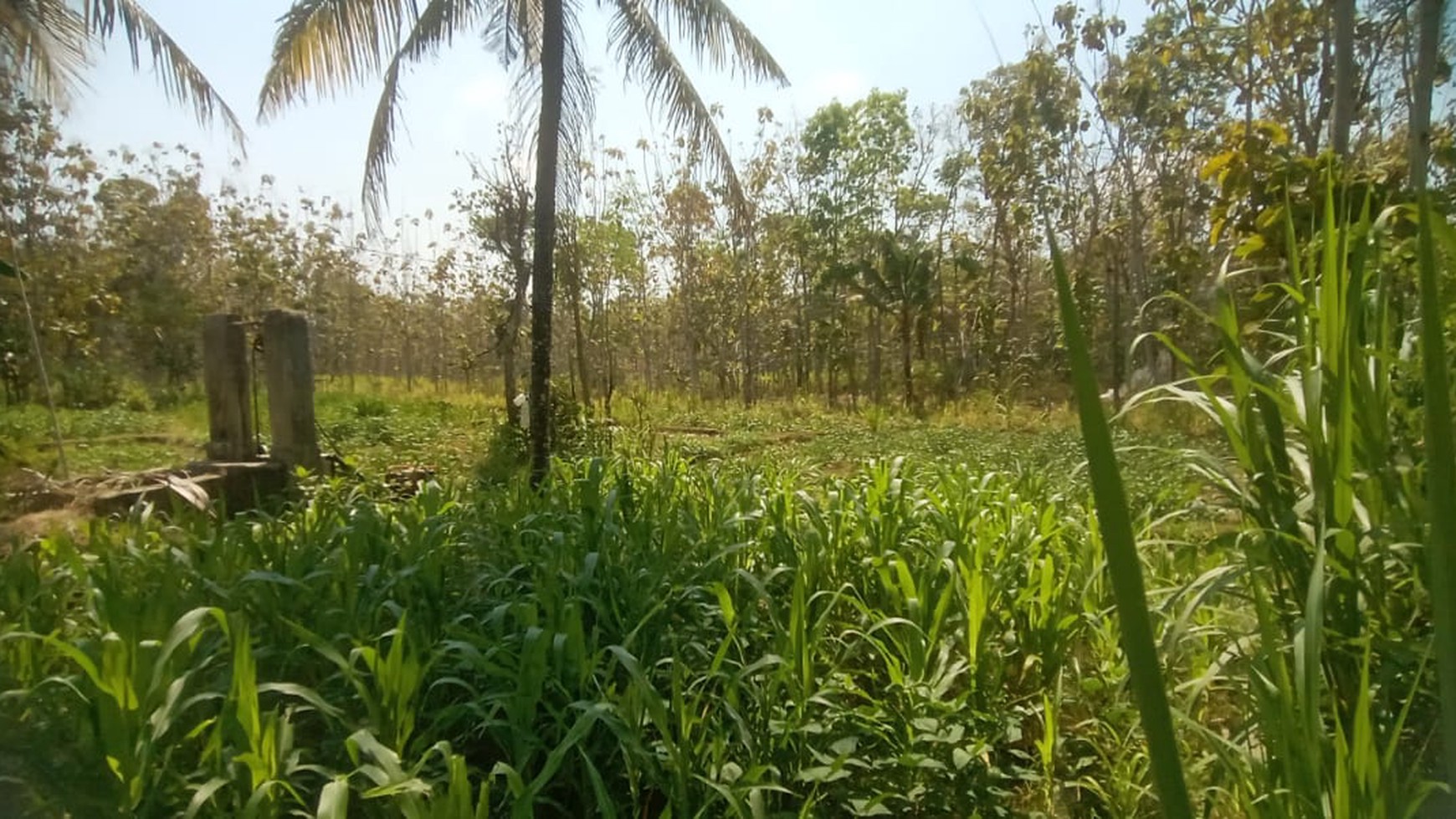 Tanah Luas 4877 Meter Persegi Lokasi Playen Wonosari GunungKidul 