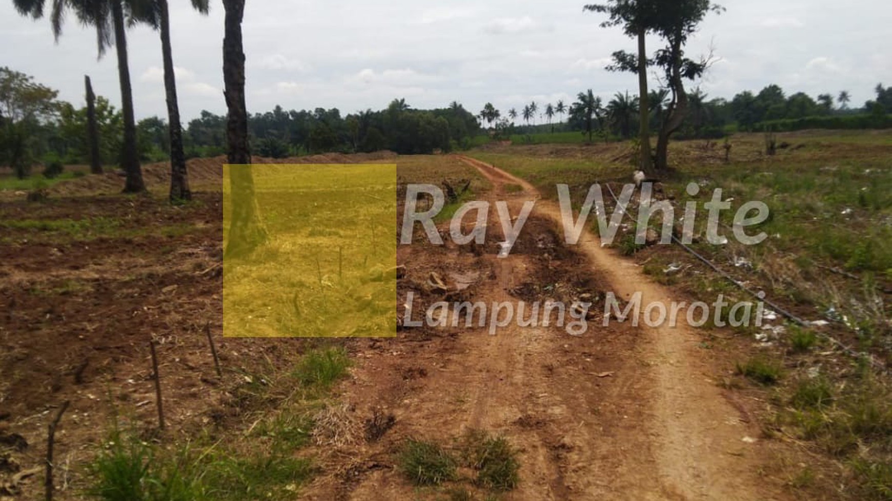 Dijual Tanah Perkebunan 3,6 Ha di Tegineneng Pesawaran