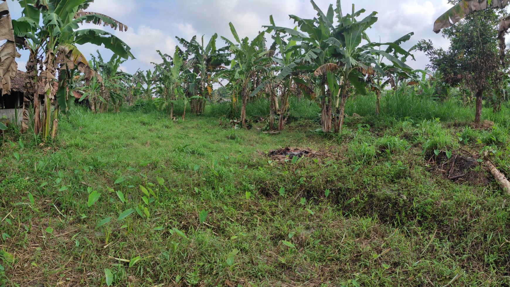 Tanah Sawah Luas 3100 Meter Persegi Lokasi Ngaglik Sleman 