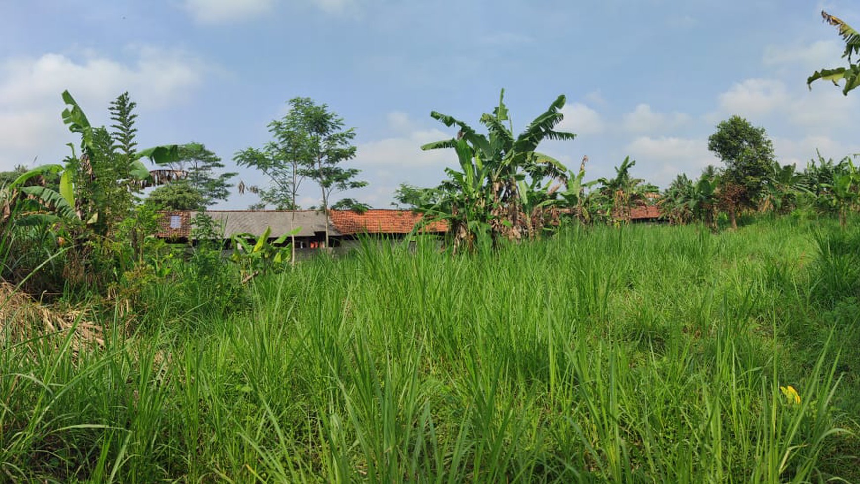 Tanah Sawah Luas 3100 Meter Persegi Lokasi Ngaglik Sleman 