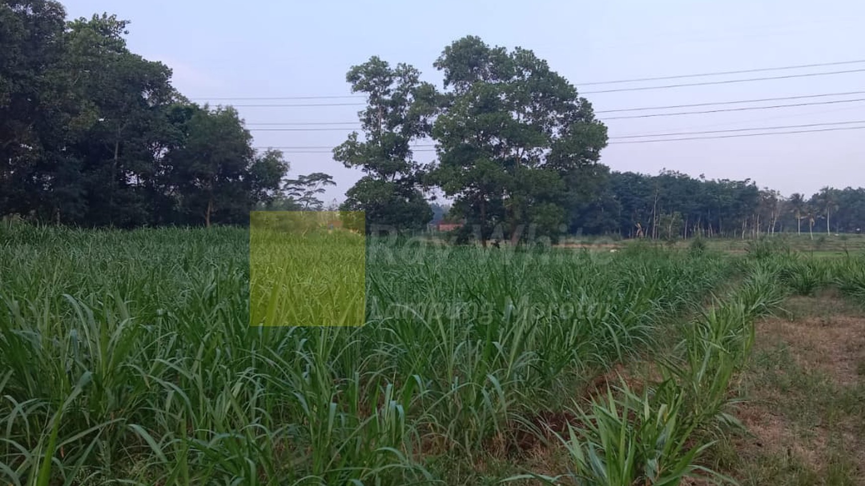 Dijual Tanah Perkebunan