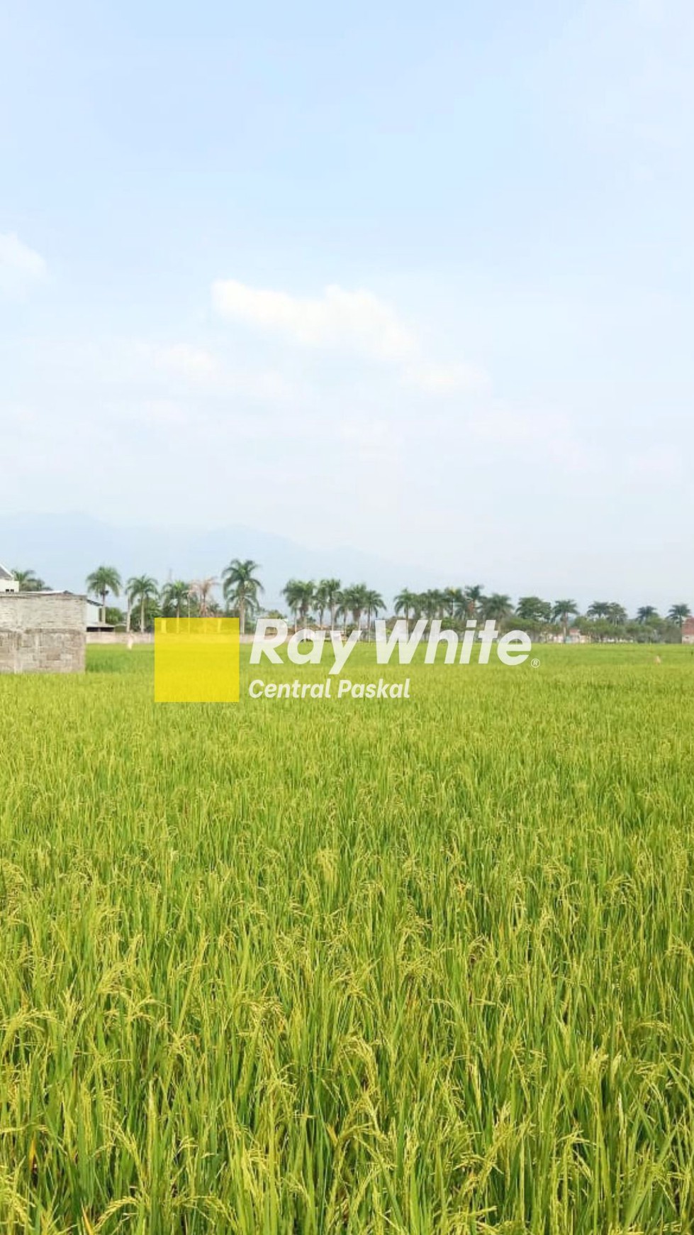 Tanah Sawah Strategis Di Mainroad Soreang Banjaran