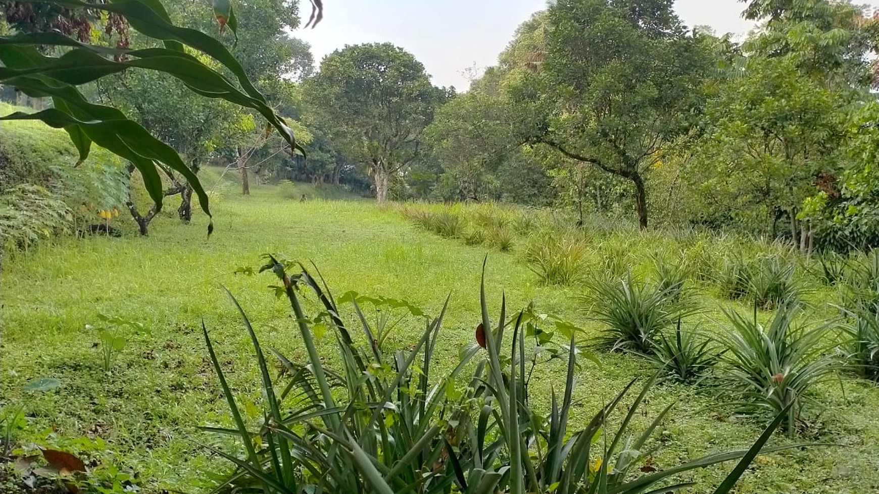 Tanah Puncak 4Ha, Cocok untuk bangun Hotel Mewah. Lokasi Bagus